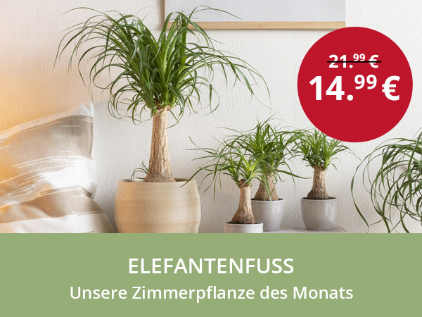 Pflanze des Monats