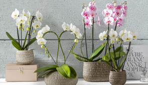 Orchideen