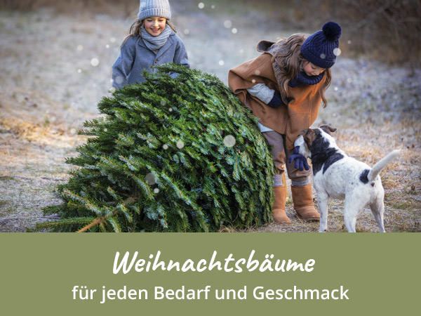Adventskränze & Gestecke