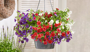Blumenschalen & Ampeln