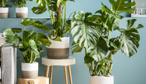 Monstera & Calathea