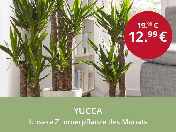 Pflanze des Monats