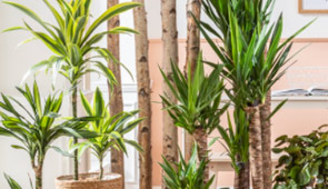 Drachenbaum & Yucca