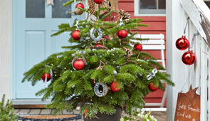 Echte Weihnachtsbäume