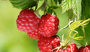 Himbeeren & Brombeeren