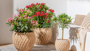 Terrassenpflanzen