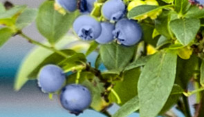 Heidelbeeren