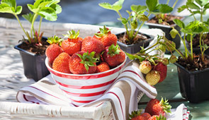 Erdbeeren