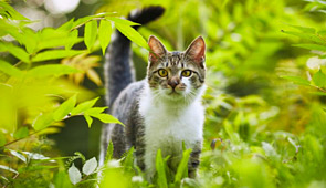 Katze