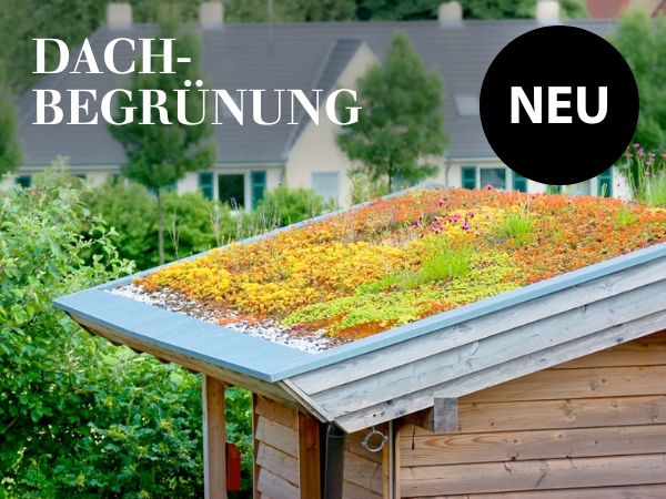 Dachbegrünung