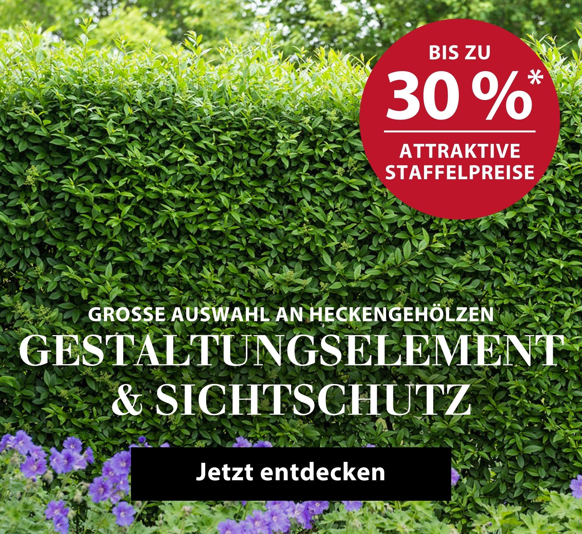 Heckenpflanzen mit attraktiven Staffelpreisen entdecken