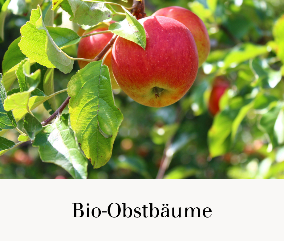 Bio-Obstbäume
