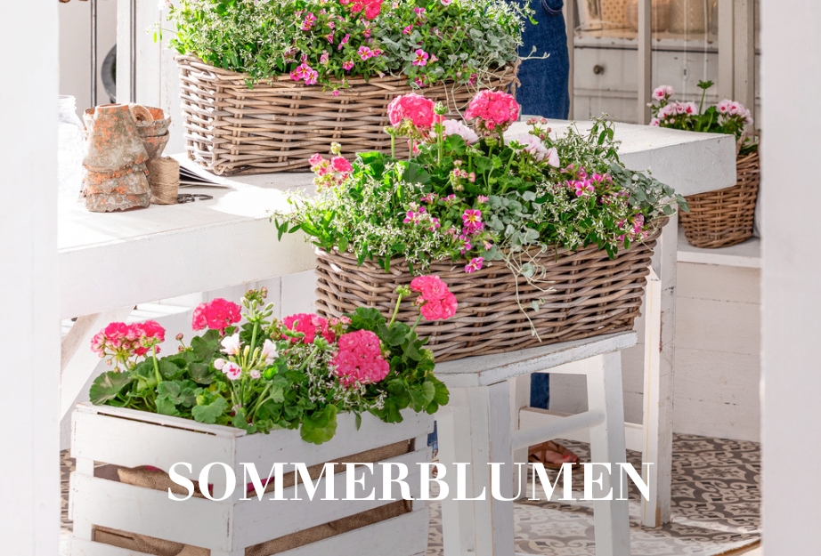 Sommerblumen