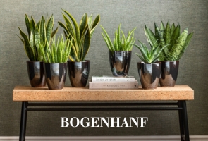 Bogenhanf