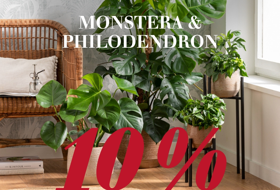 10 % auf Monstera & Philodendron