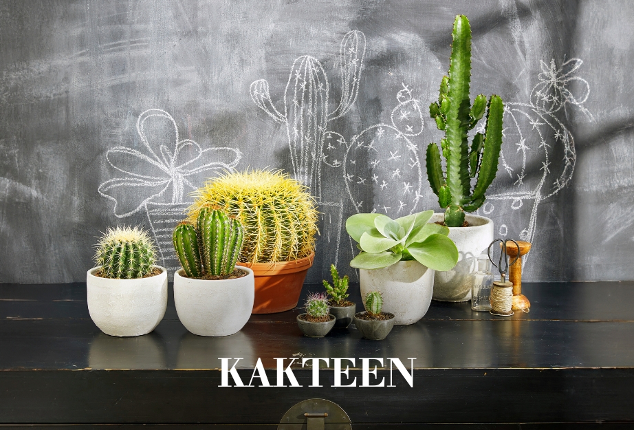 Kakteen
