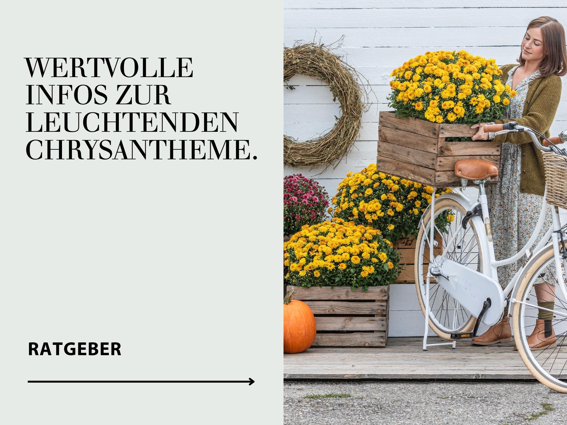 Ratgeber Chrysantheme