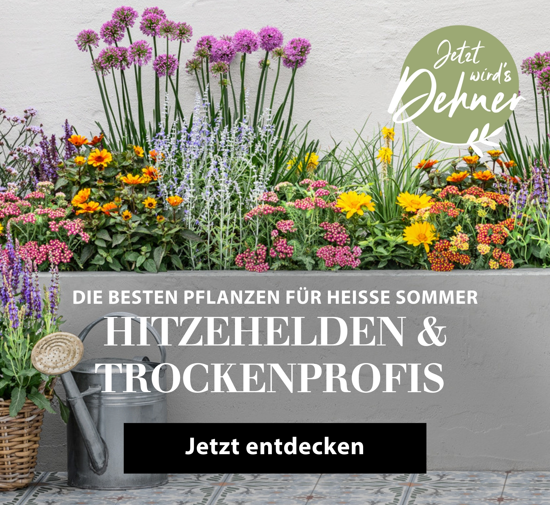 Die besten Pflanzen für heisse Sommer - Hitzehelden & Trockenprofis