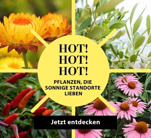 Sonnenzeit