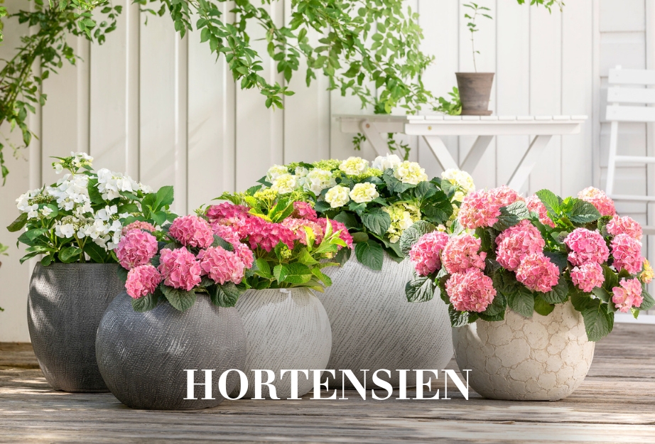 Hortensien