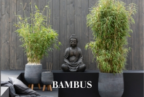 Bambus