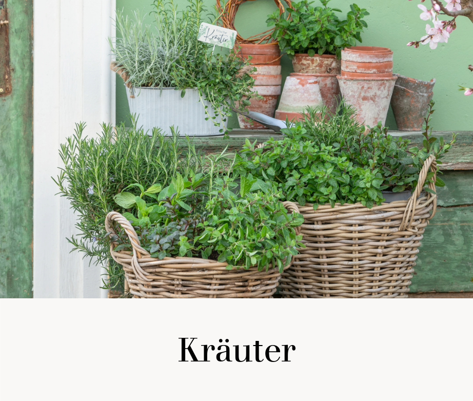 Kräuter