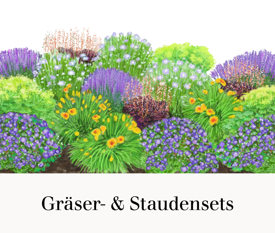 Gräser- & Staudensets