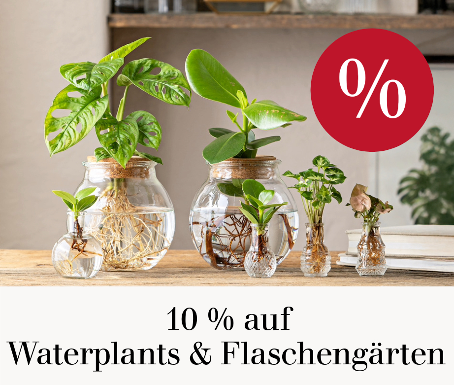 10 % auf Waterplants & Flaschengärten