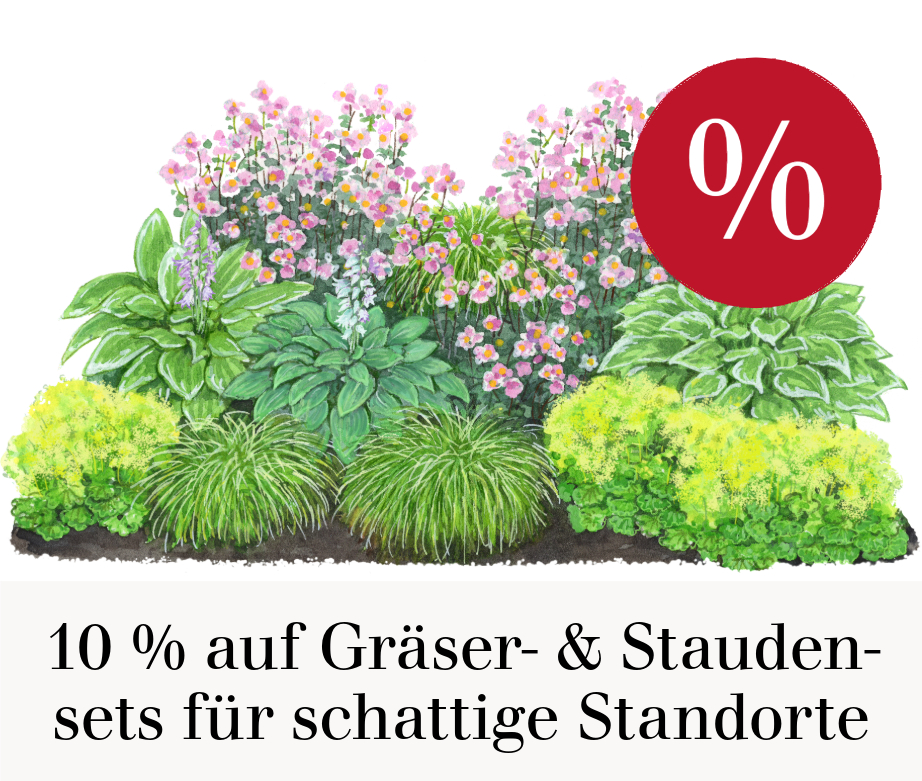 Gräser- & Stauden-Sets für schattige Standorte