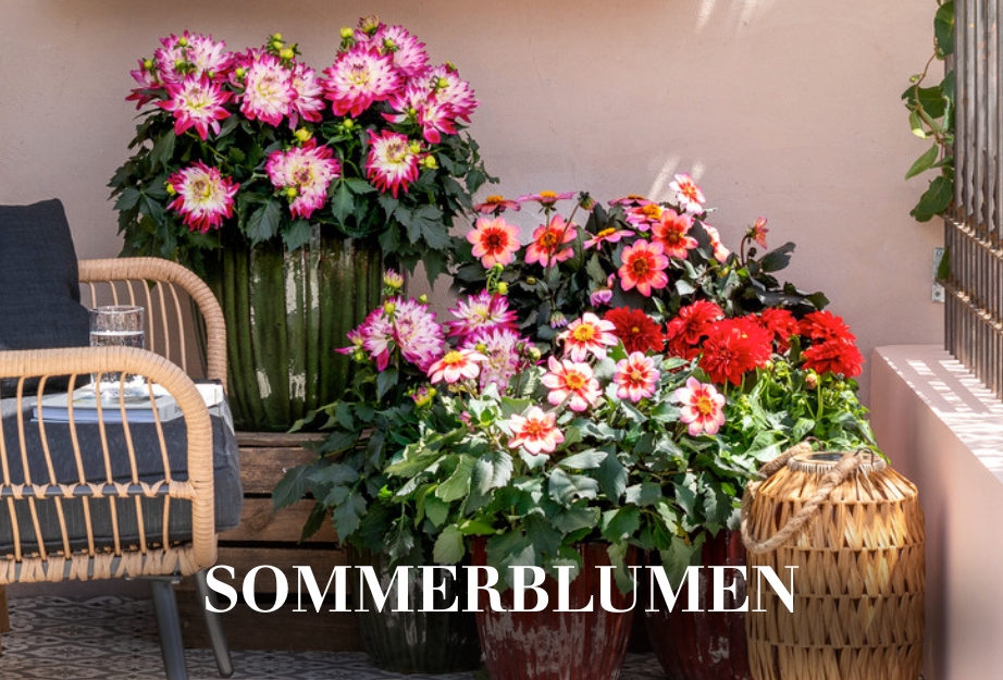 Sommerblumen