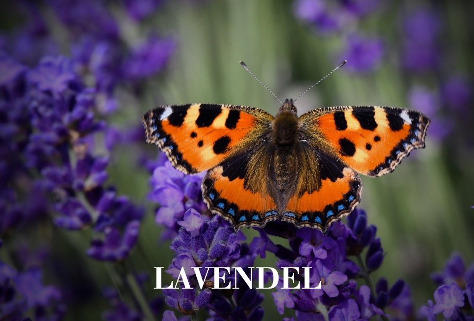 Lavendel