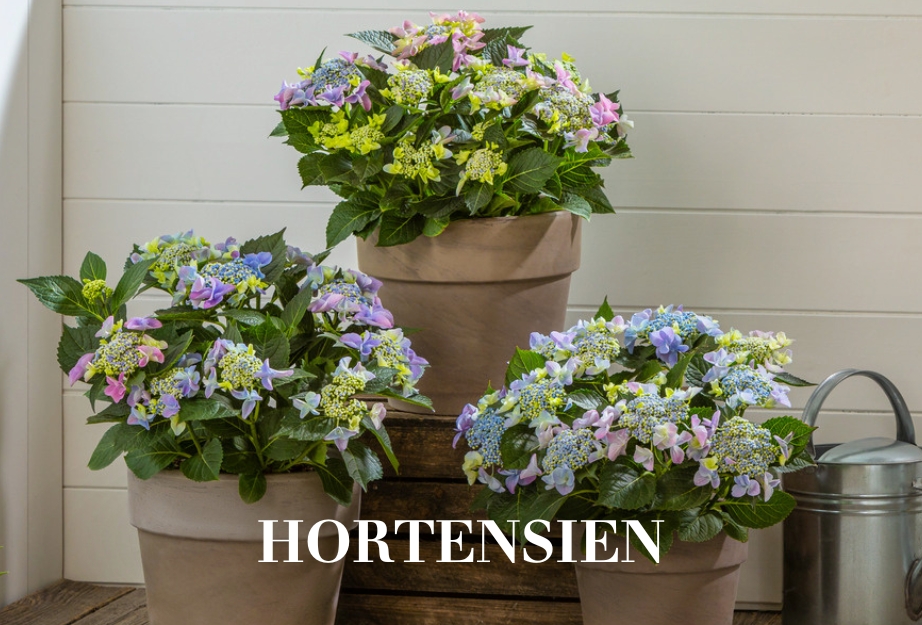 Hortensien