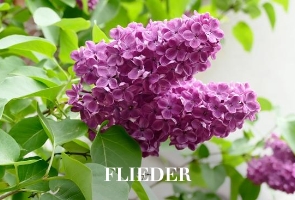 Flieder