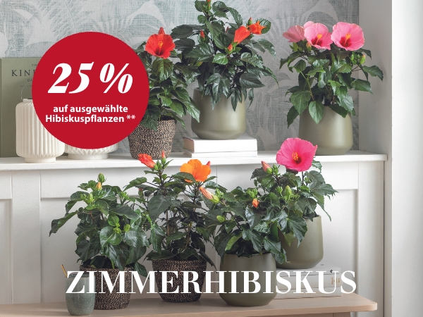 25 % auf ausgewählte Zimmerhibiskus-Pflanzen