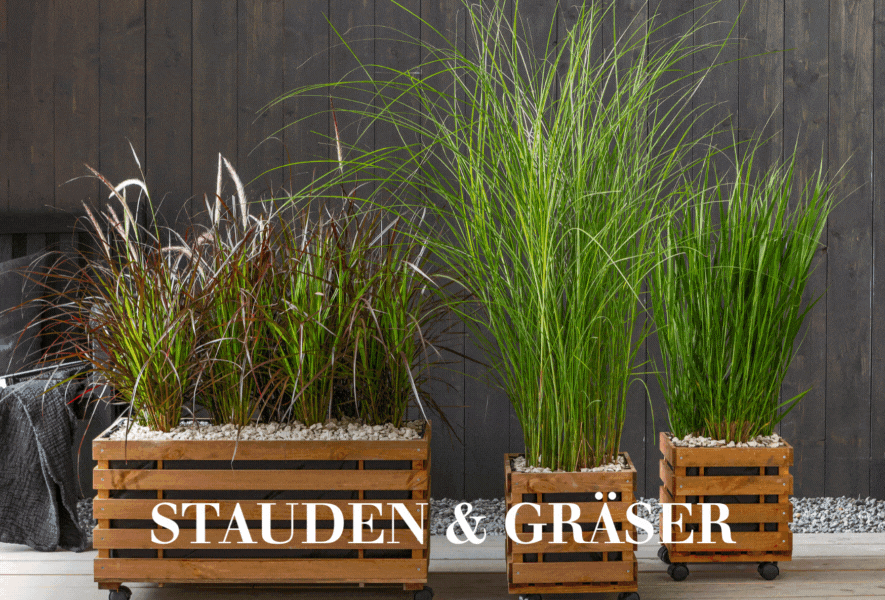 Stauden & Gräser