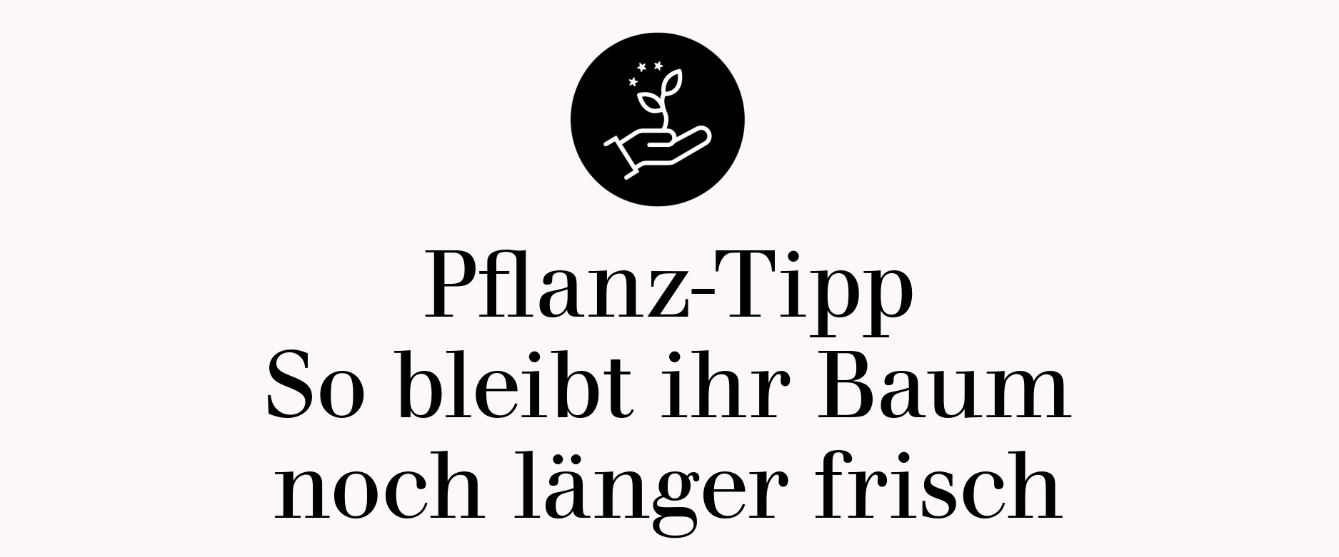 Pflanztipp - So bleibt ihr Baum noch länger frisch