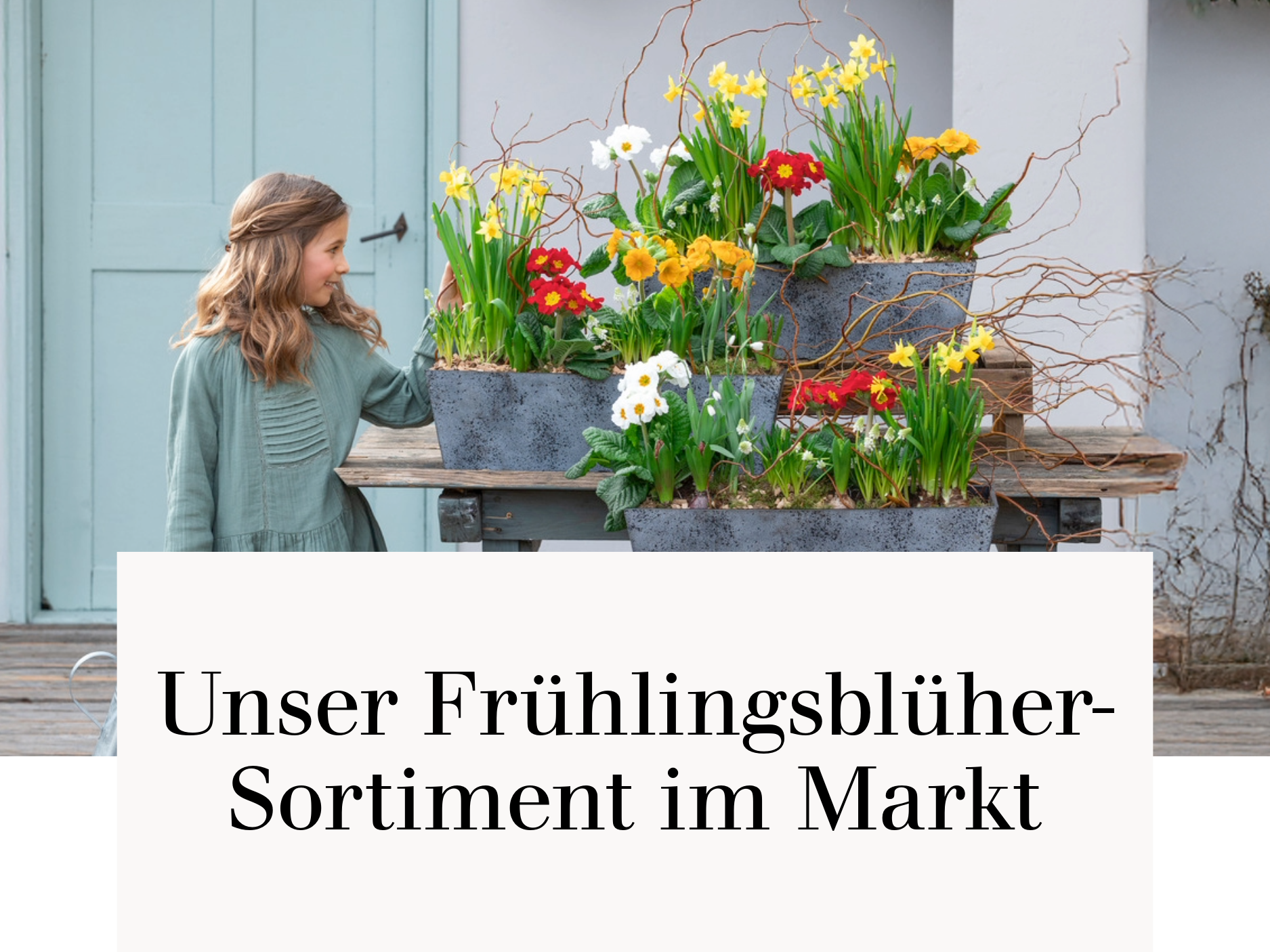 Unser Frühlingsblüher-Sortiment im Markt