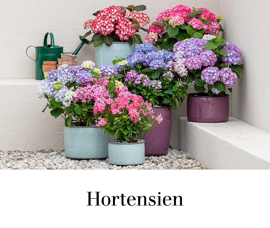 Hortensien