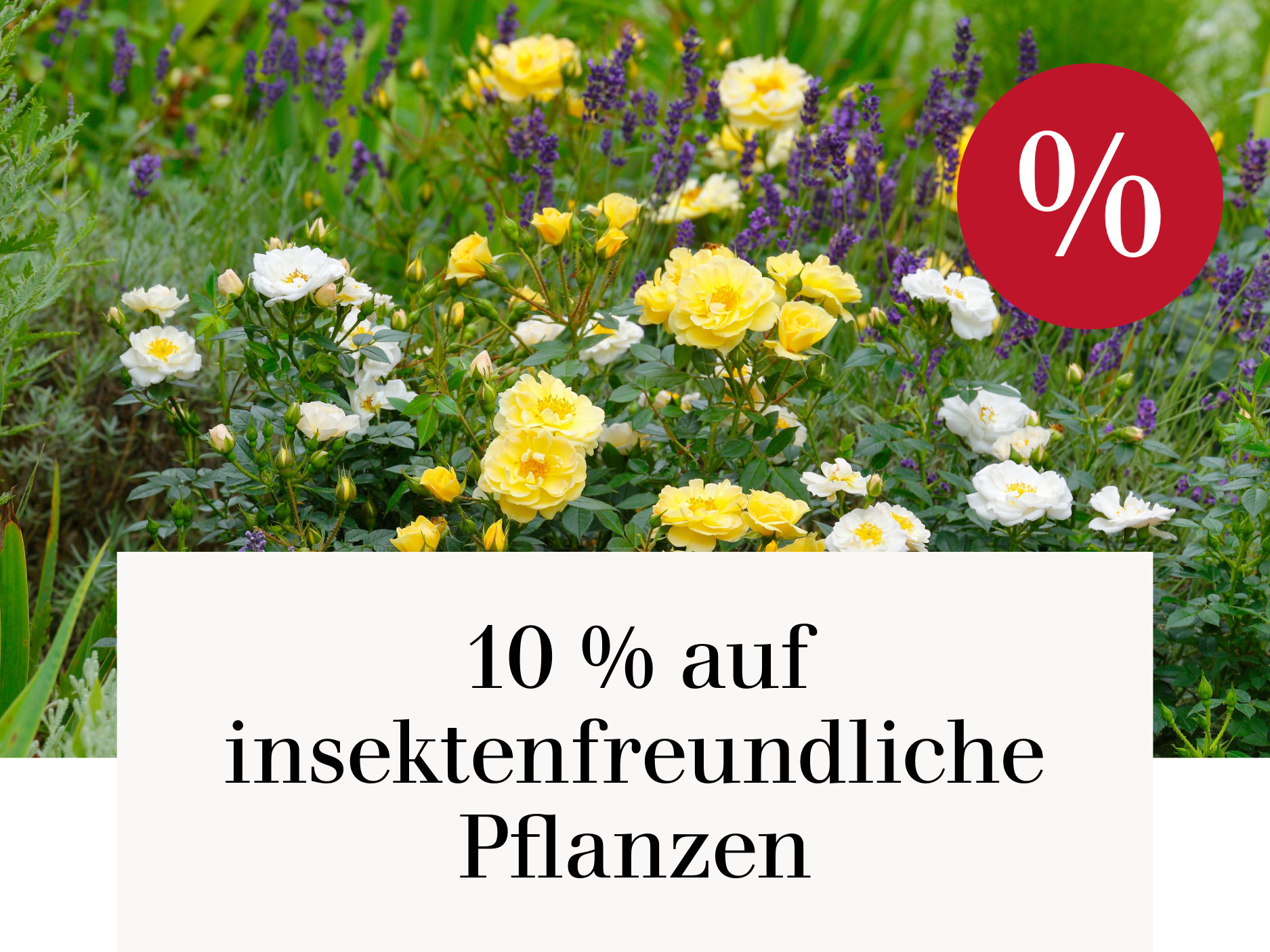 10 % auf insektenfreundliche Pflanzen