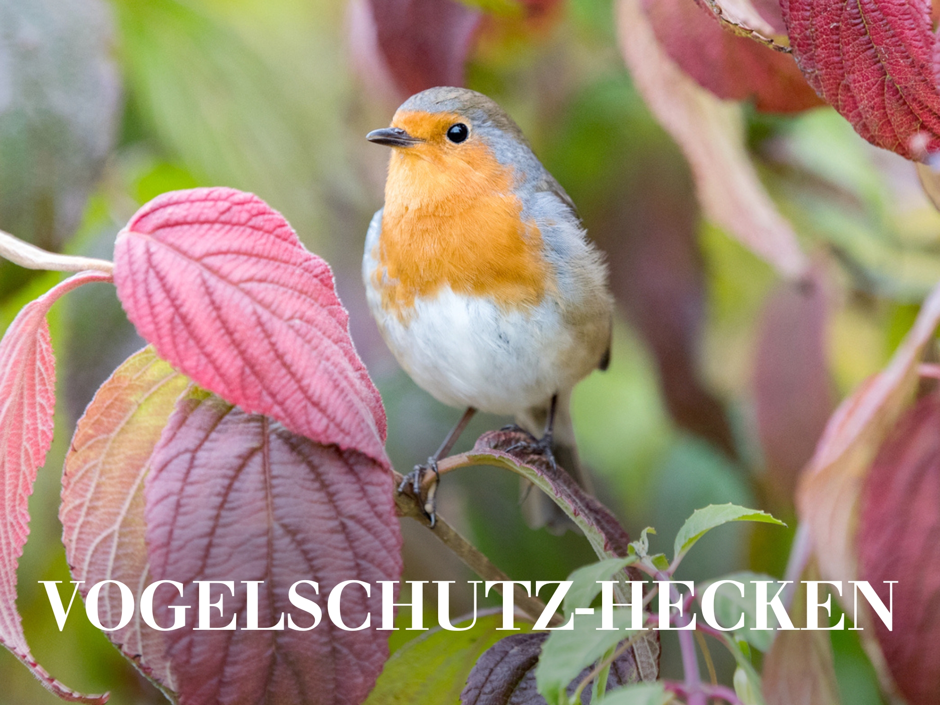 Vogelschutz-Hecken