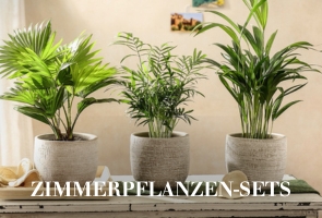 Zimmerpflanzen Sets