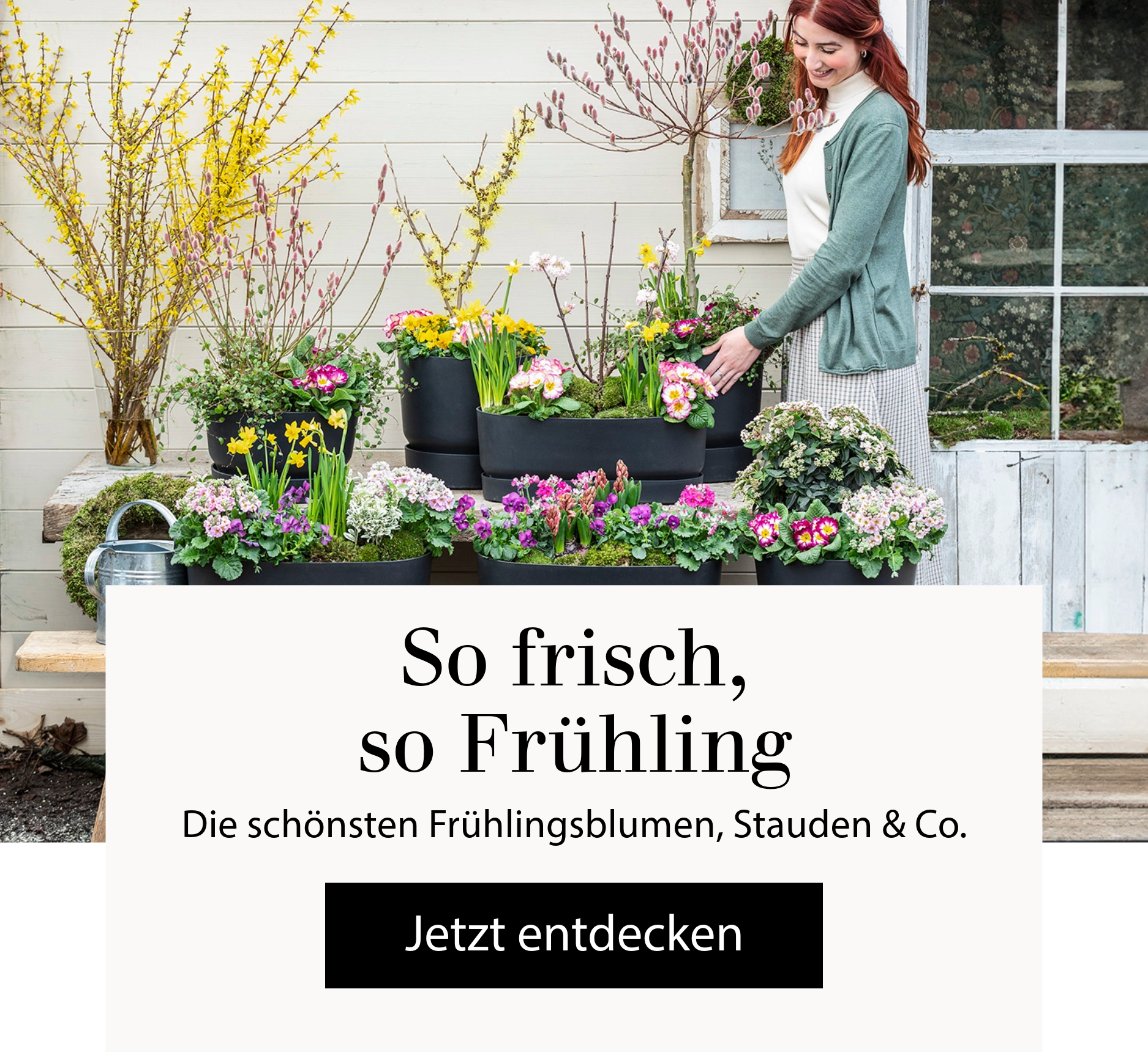 So frisch, so Frühling - Die schönsten Frühlingsblumen, Stauden & Co.