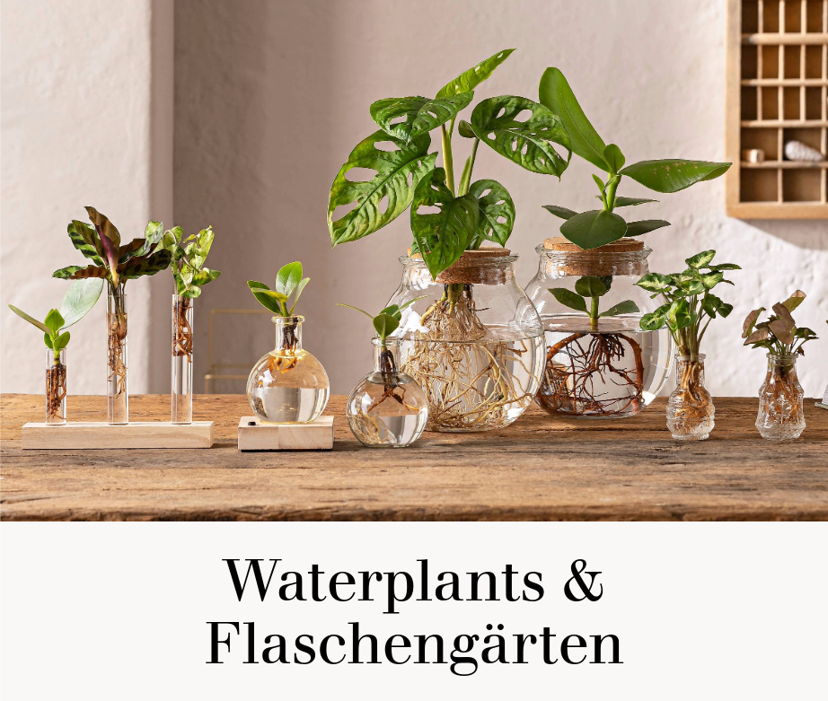 Waterplants & Flaschengärten