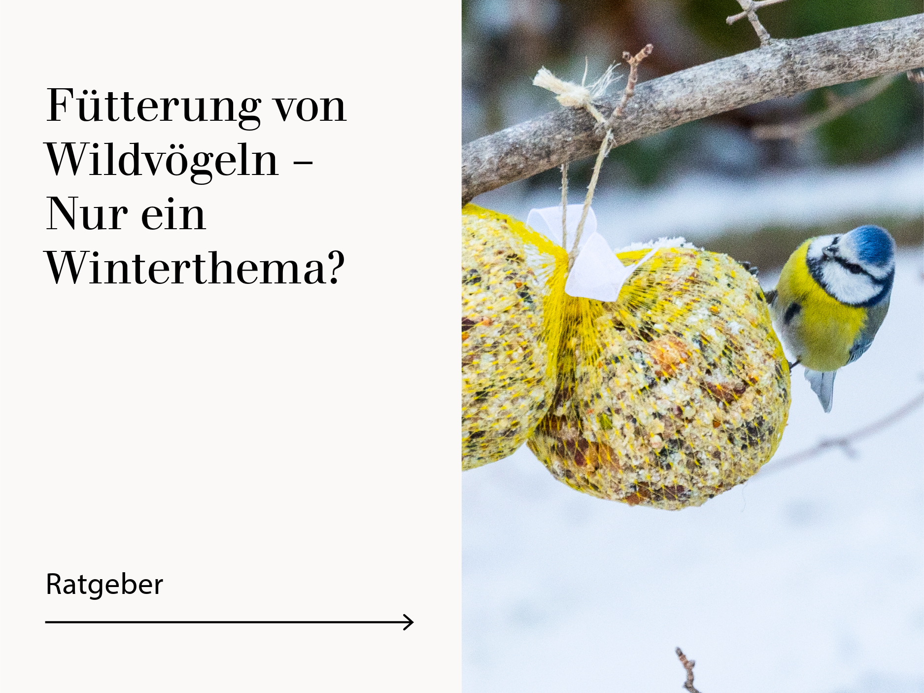 Ratgeber Fütterung von Wildvögeln - Nur ein Winterthema?