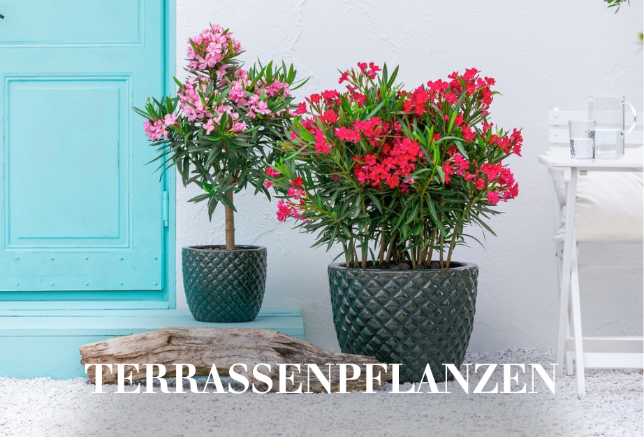 Terrassenpflanzen