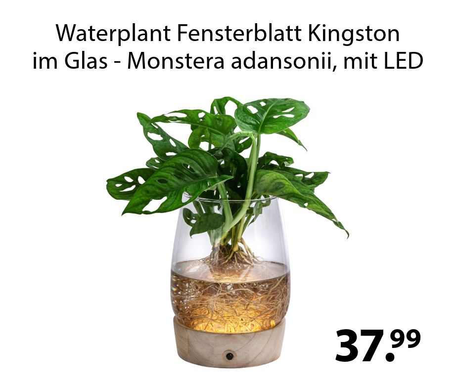 Waterplant Fensterblatt Kingston im Glas - Monstera adansonii, mit LED