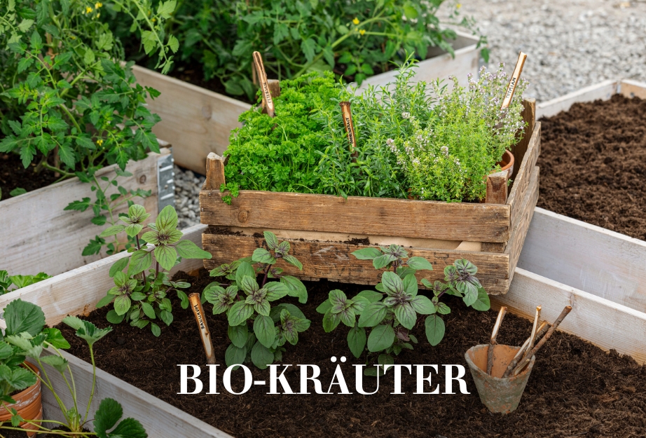 Bio-Kräuter