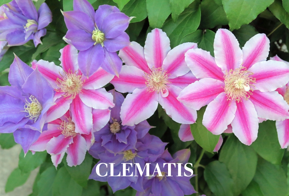 Clematis