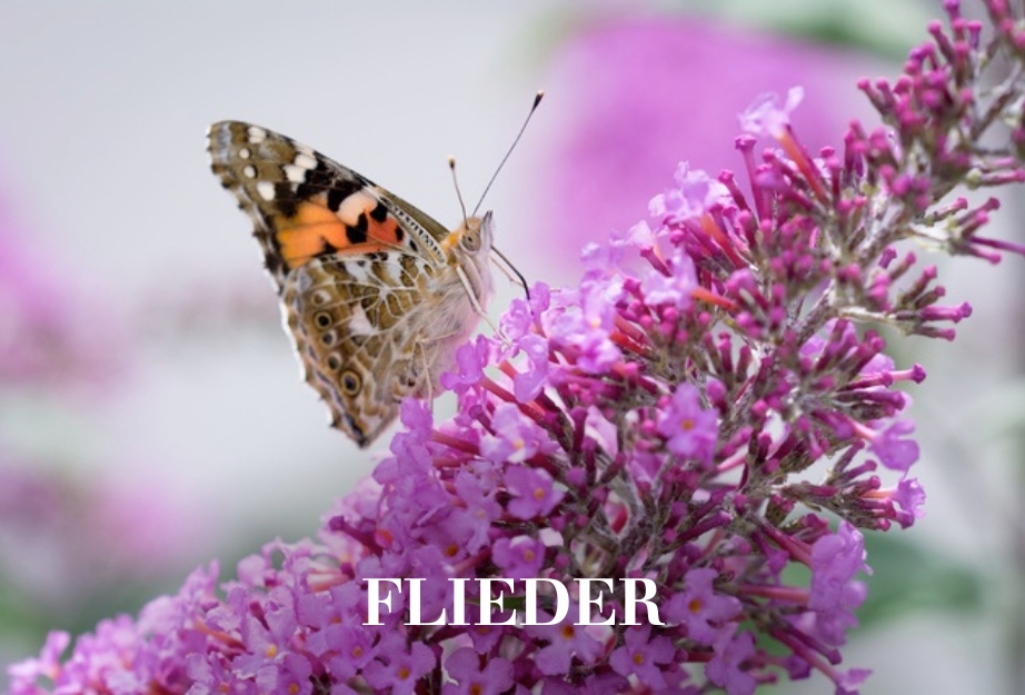 Flieder