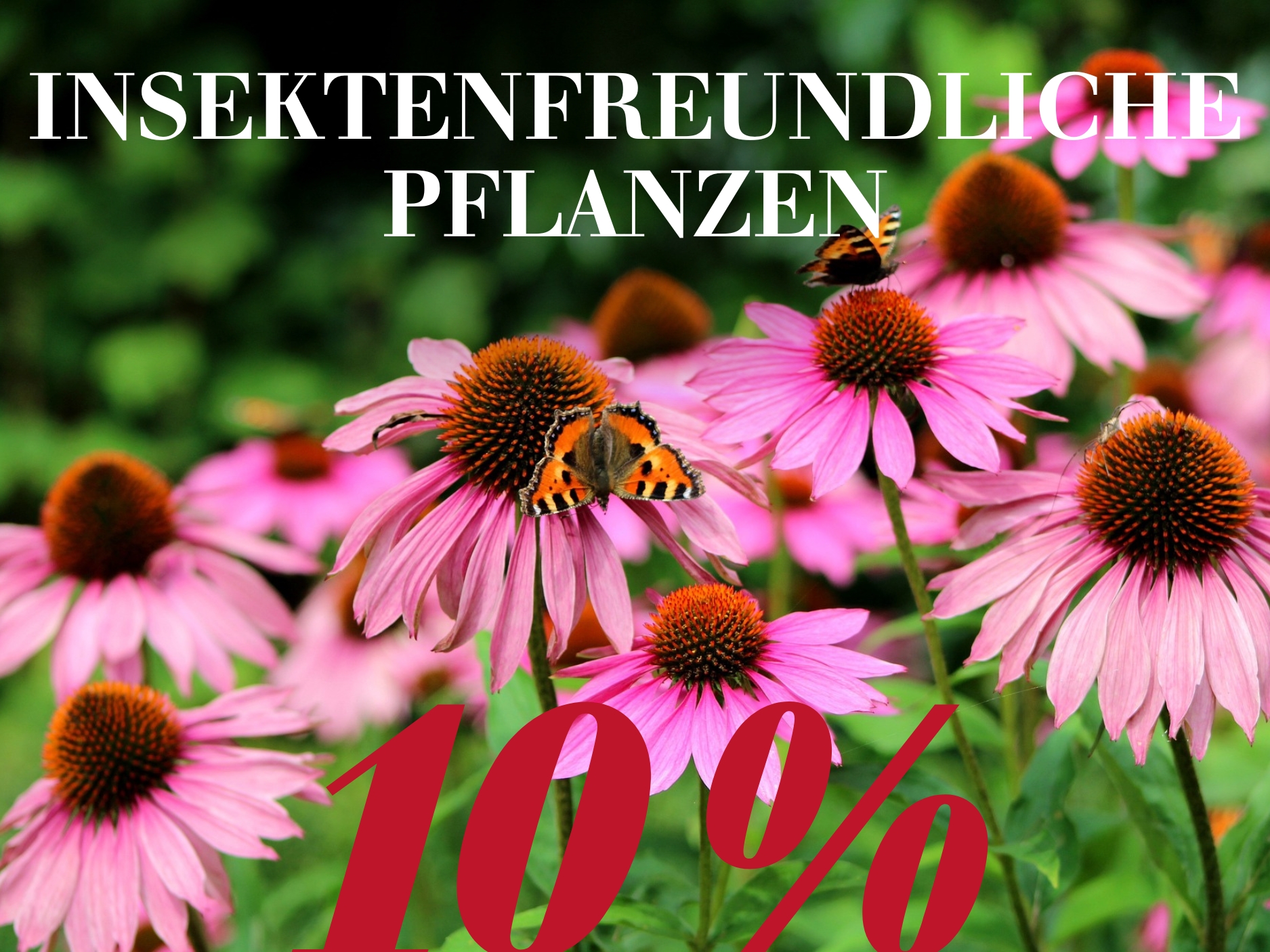 Insektenfreundliche Pflanzen